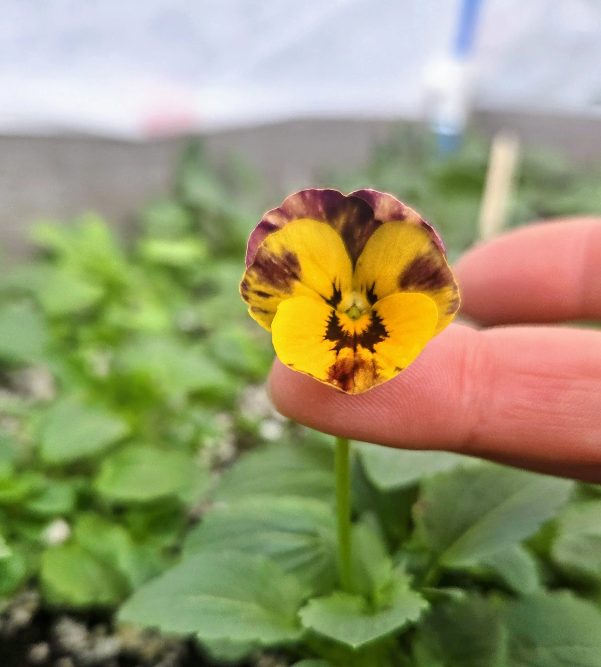 November Growing Update 