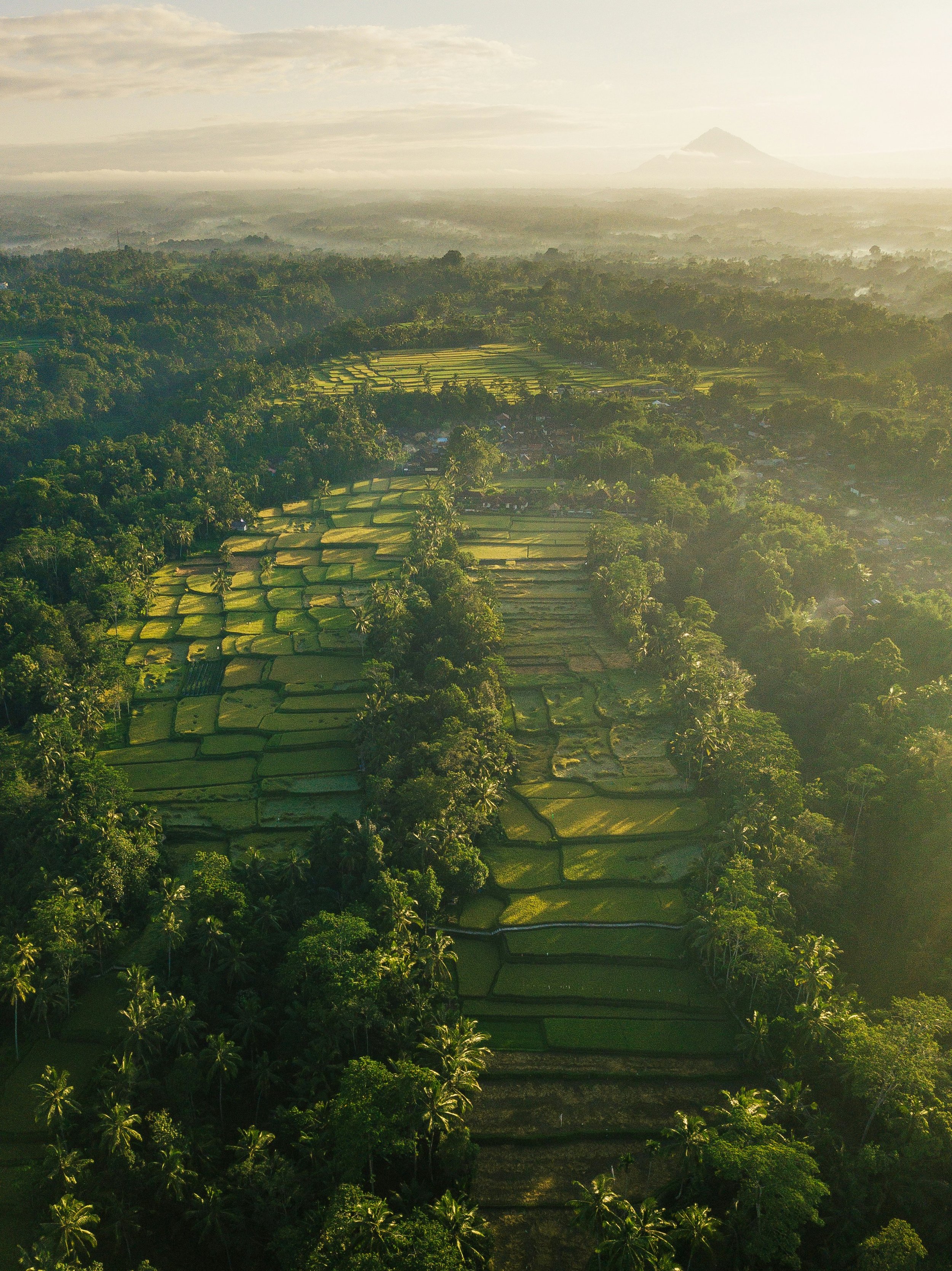 Tegallalang, Tegalalang, Rice Terrace, Paddy field, bali