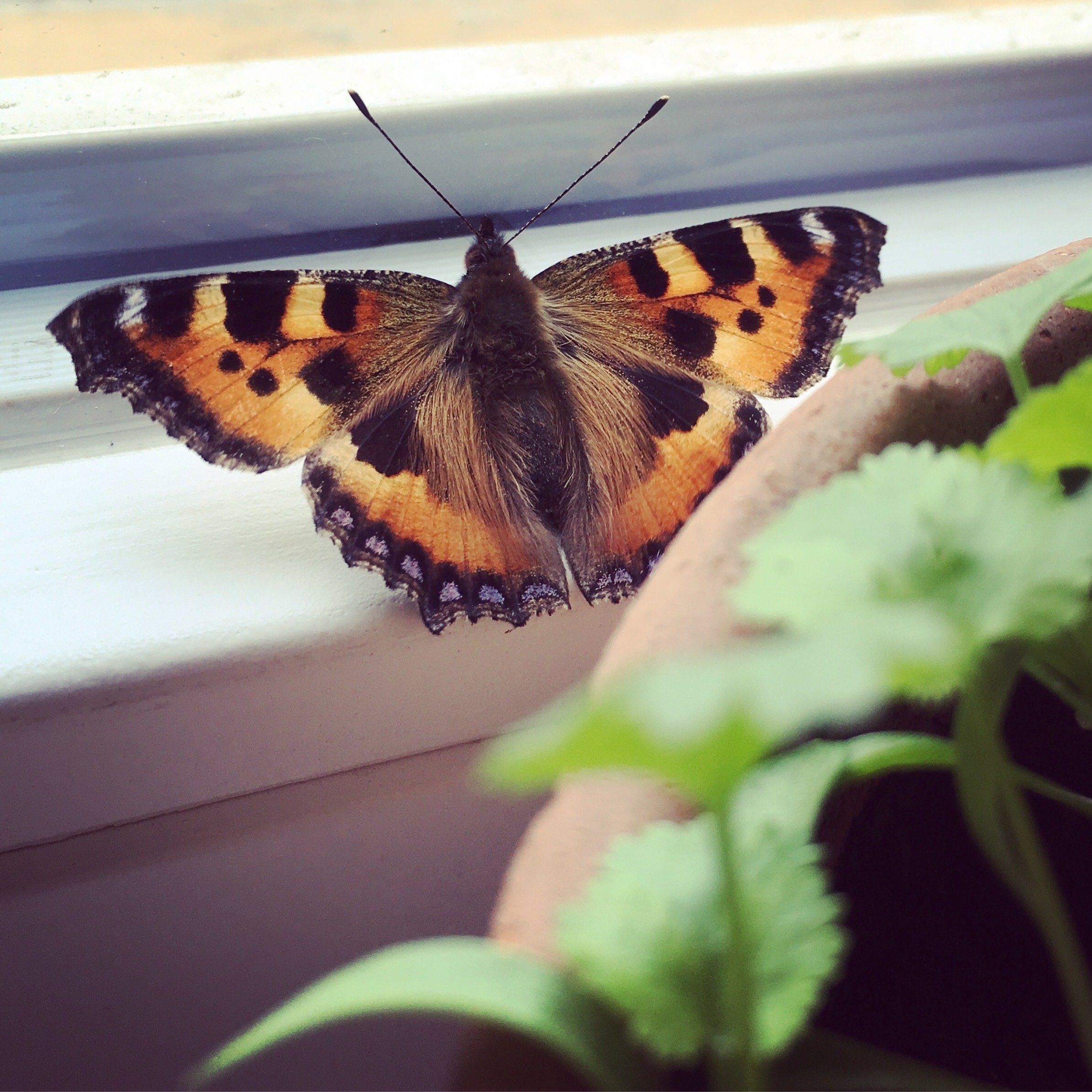 Schmetterling der kleine Fuchs auf Fensterbank, Edelschmetterling