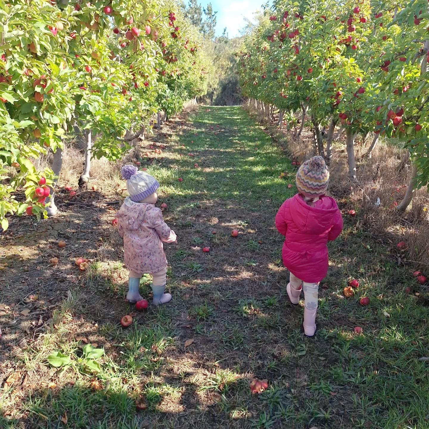 A wholesome Sunday spent apple picking with my little loves 🍎
