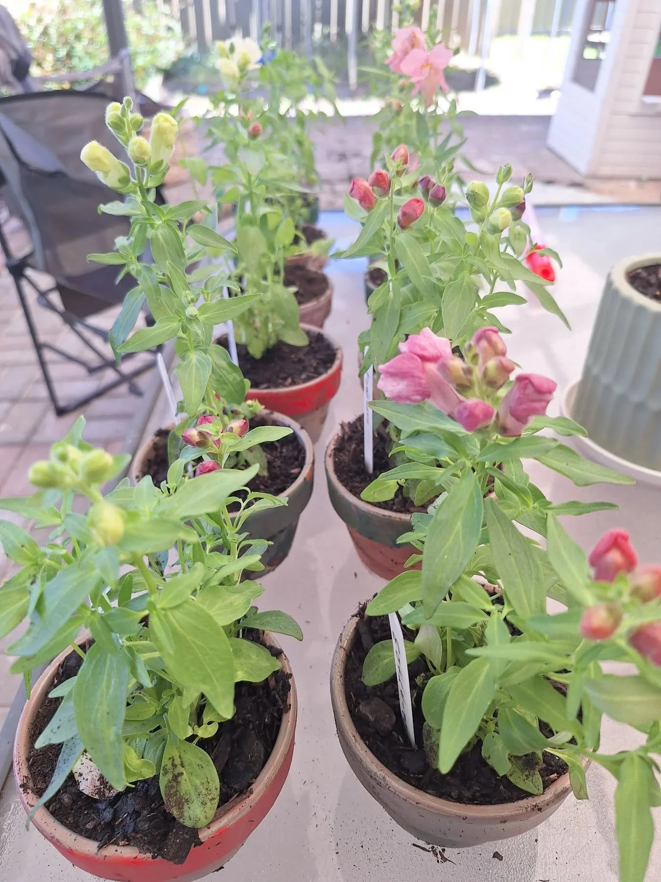 Christmas gifts for educators this year involved pot painting and flower planting. It was actually such a fun activity and the kids loved painting the pots, shoveling the dirt and watering the flowers 🌷

#kidsgardening #kidscraft #giftideas #christm