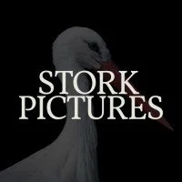 StorkPictures.jpeg