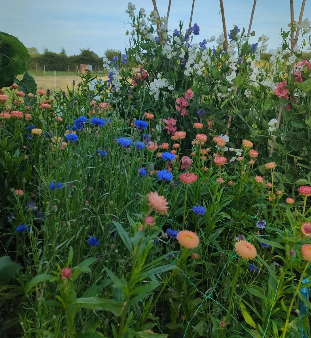 Colorful garden with pink, blue, purple, and white flowers amidst green foliage, set outdoors with a field and trees in the background.
