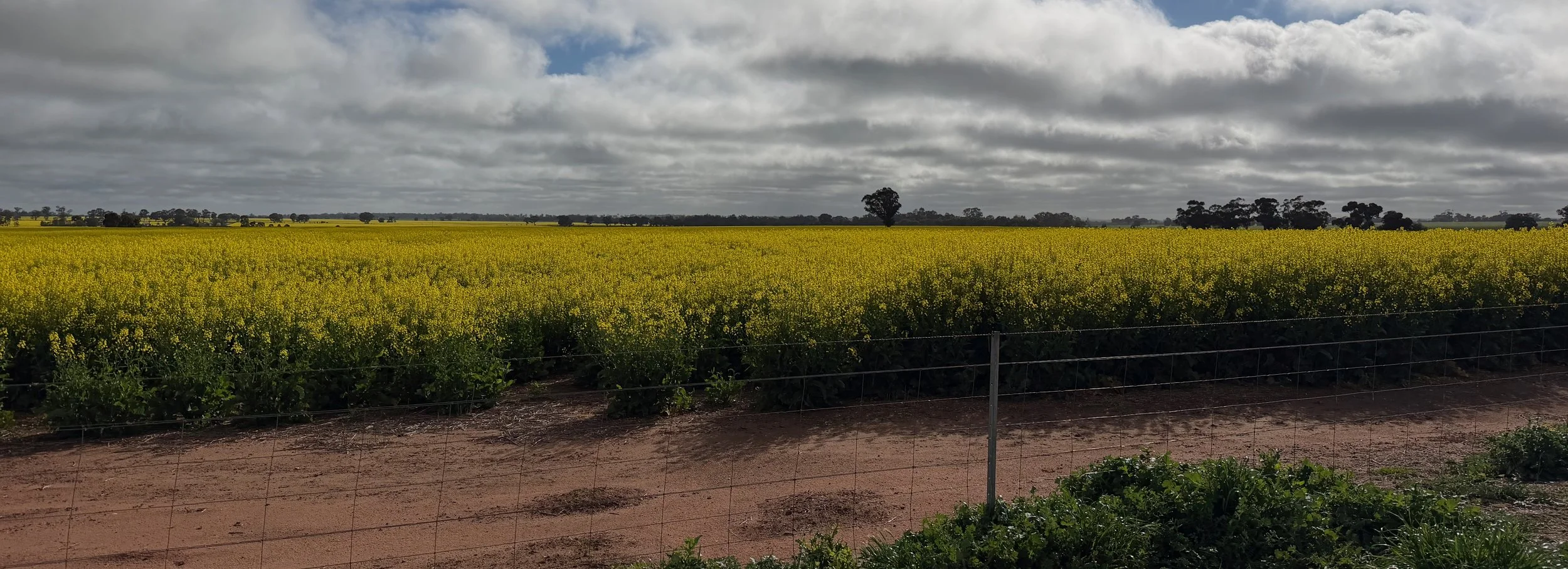 A canola crop in the Riverina, under a cloudy sky.
