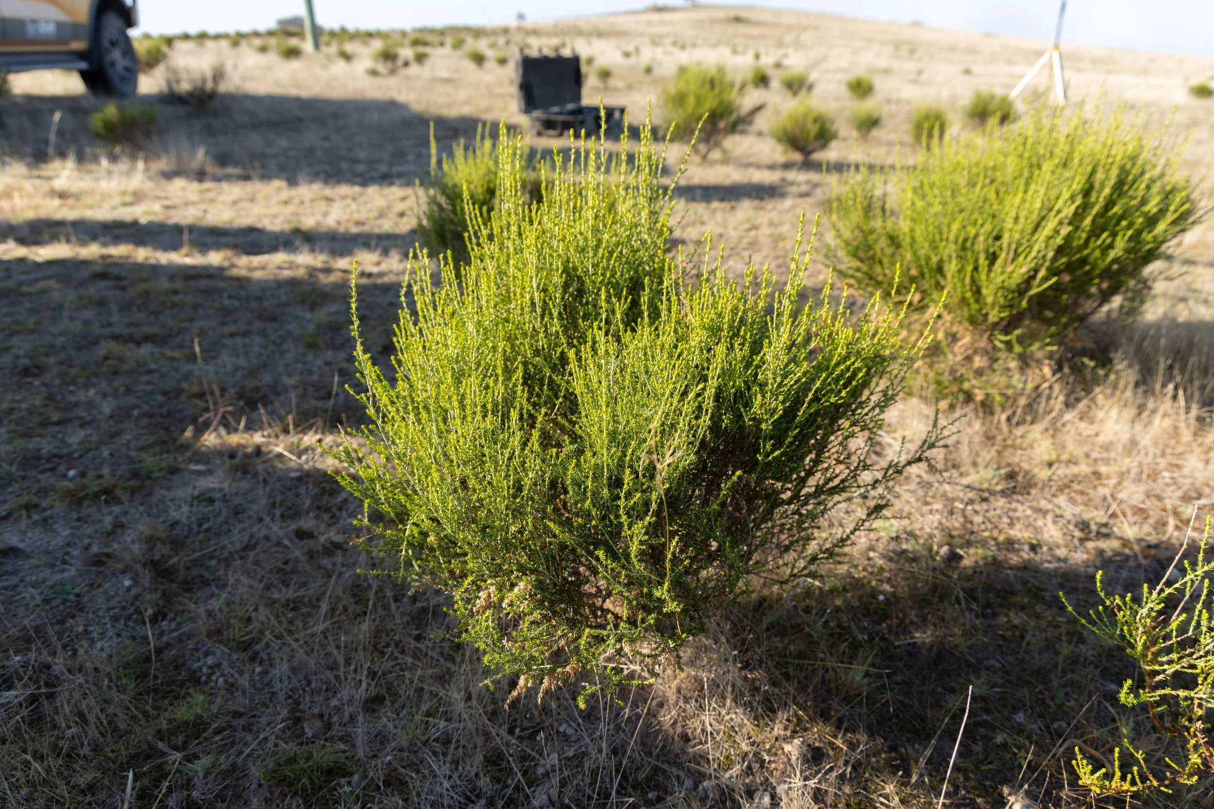 image of Sifton bush