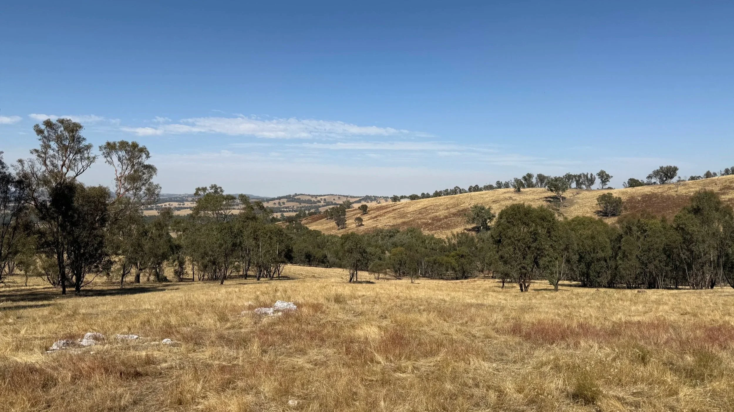Image showing property where silverleaf was treated