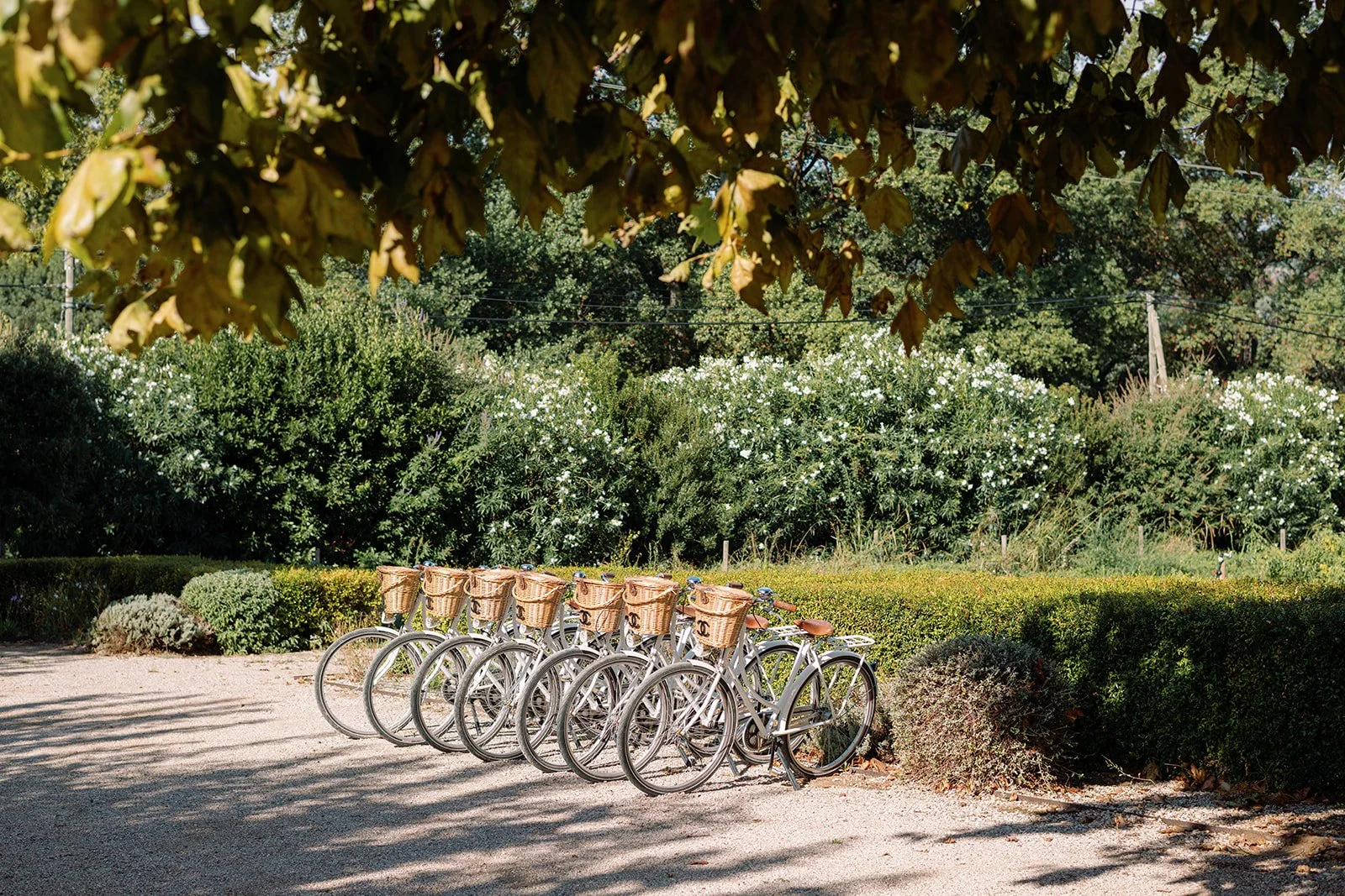 Row of vintage bicycles with wicker baskets parked beside manicured garden hedges