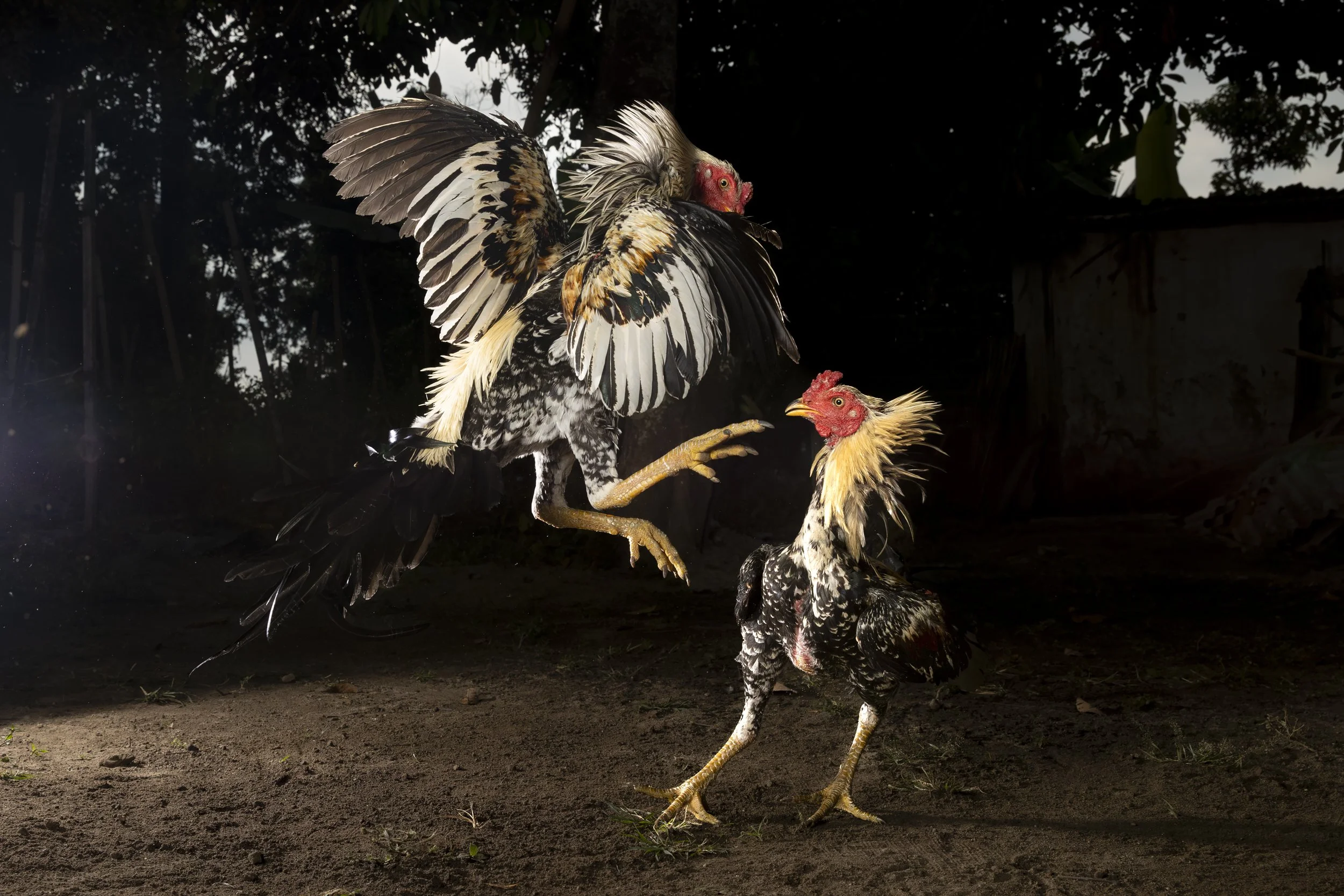 Indonesia_CockFighting_A23I4109_E.jpg