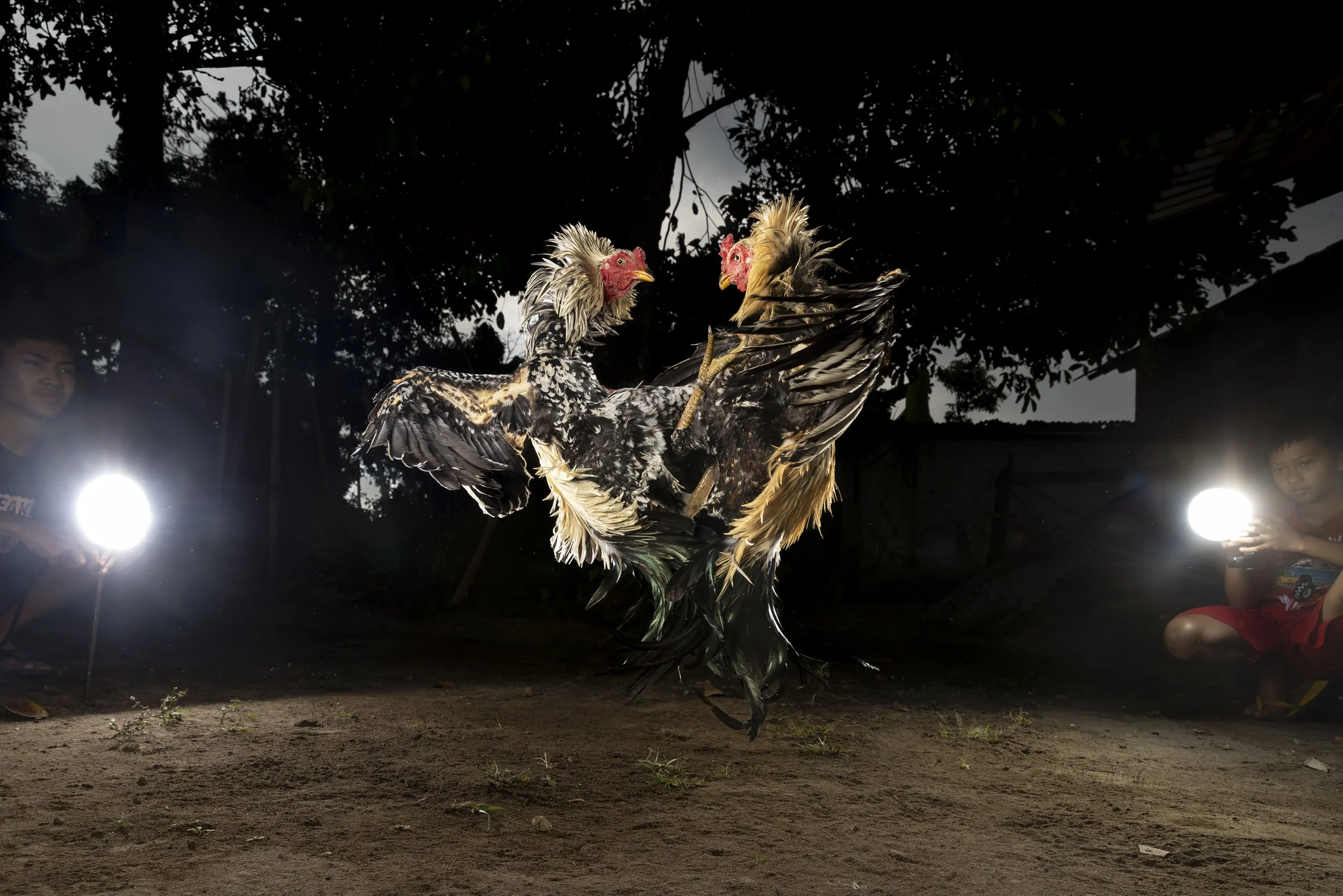 Cockfighting