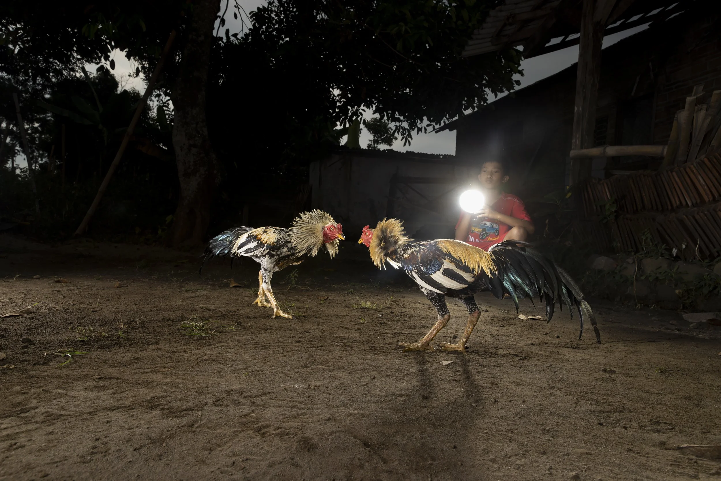Indonesia_CockFighting_A23I4076_E.jpg