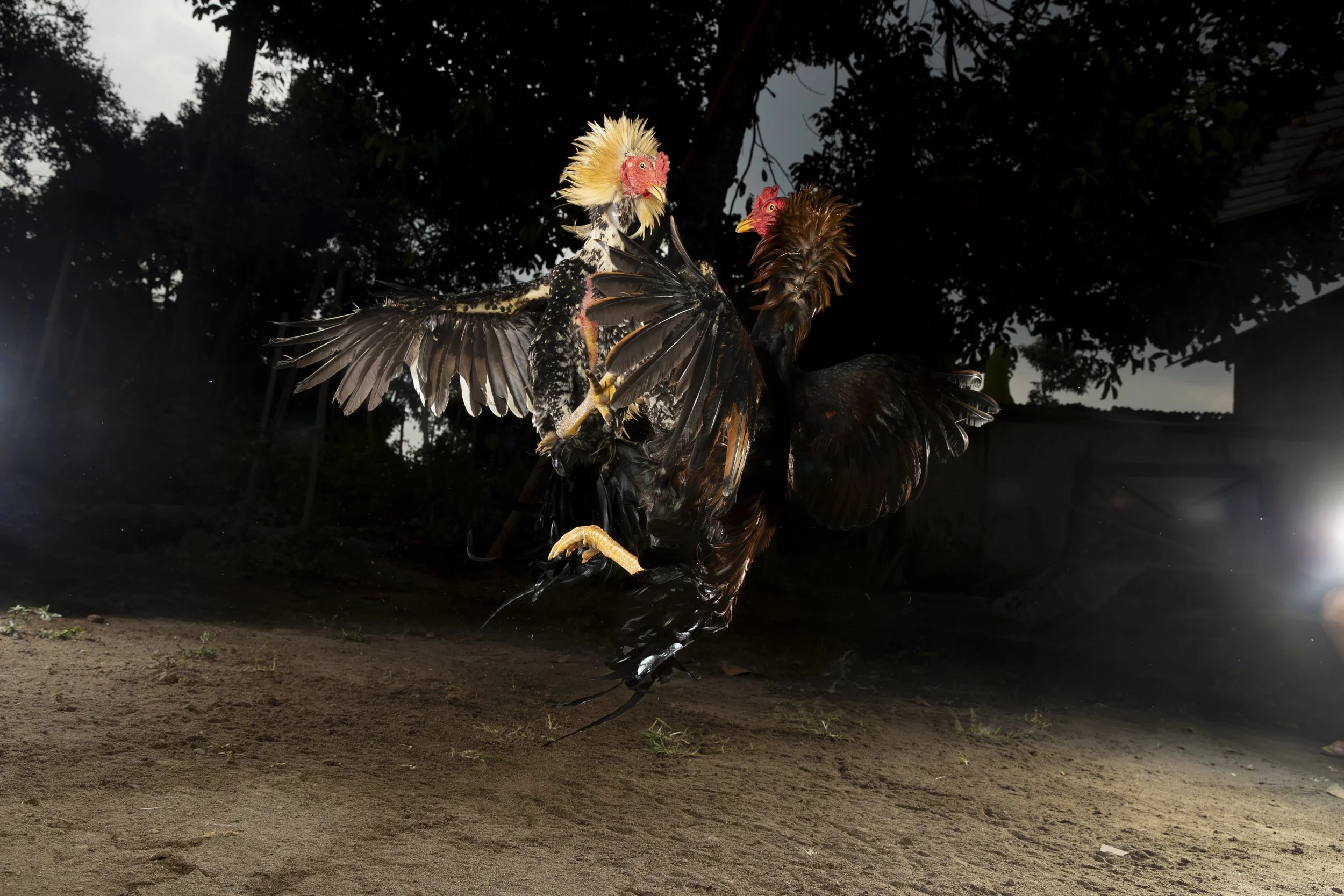 Indonesia_CockFighting_A23I4159_E.jpg