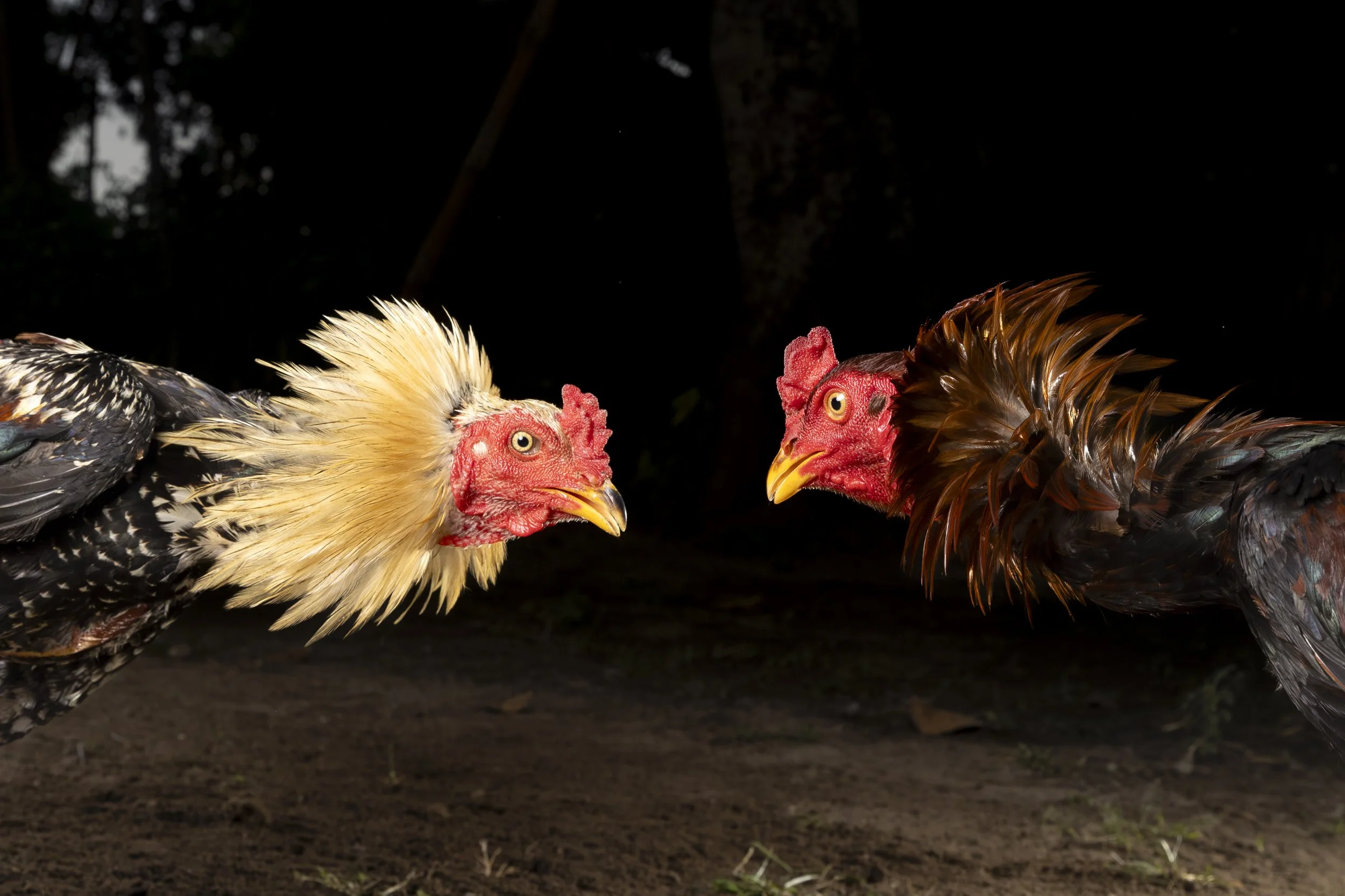 Indonesia_CockFighting_A23I4157_E.jpg