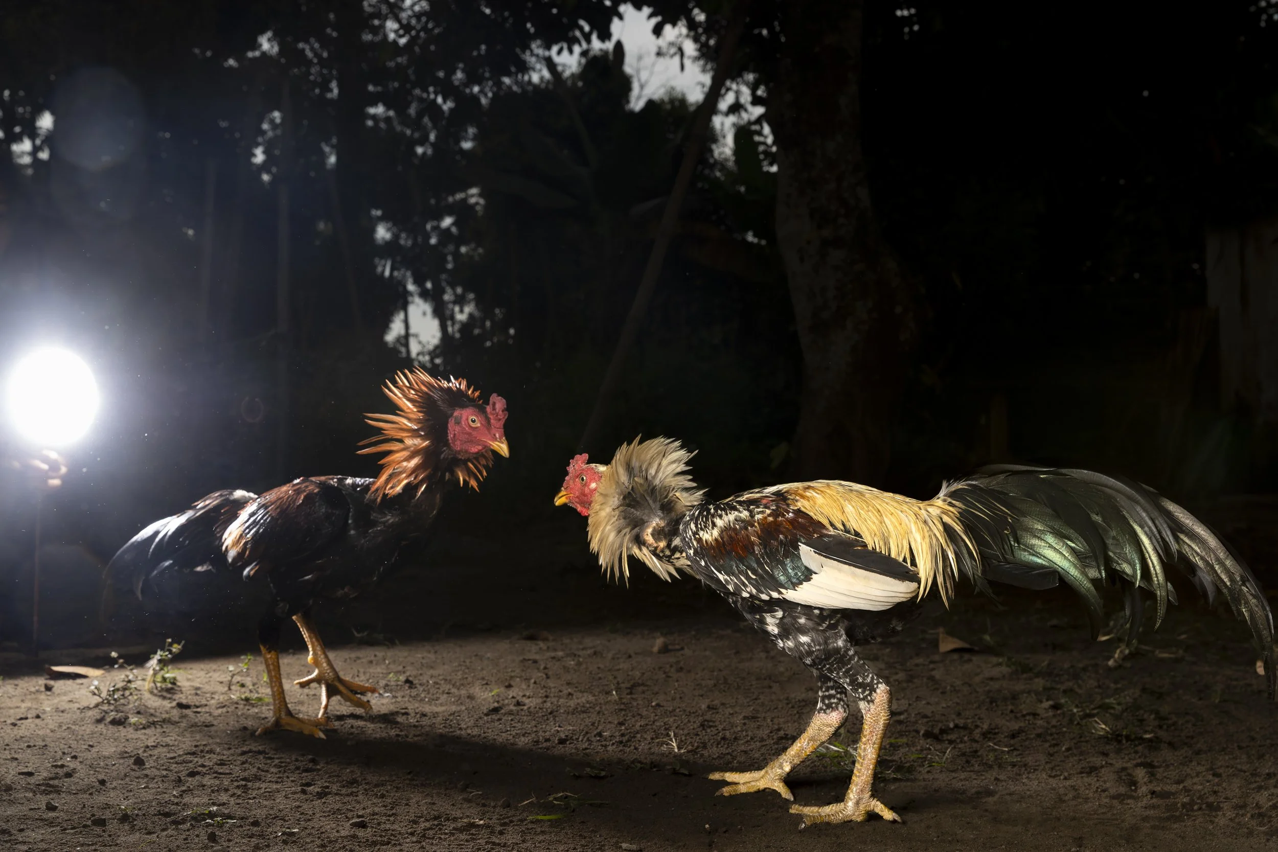 Indonesia_CockFighting_A23I4129_E.jpg