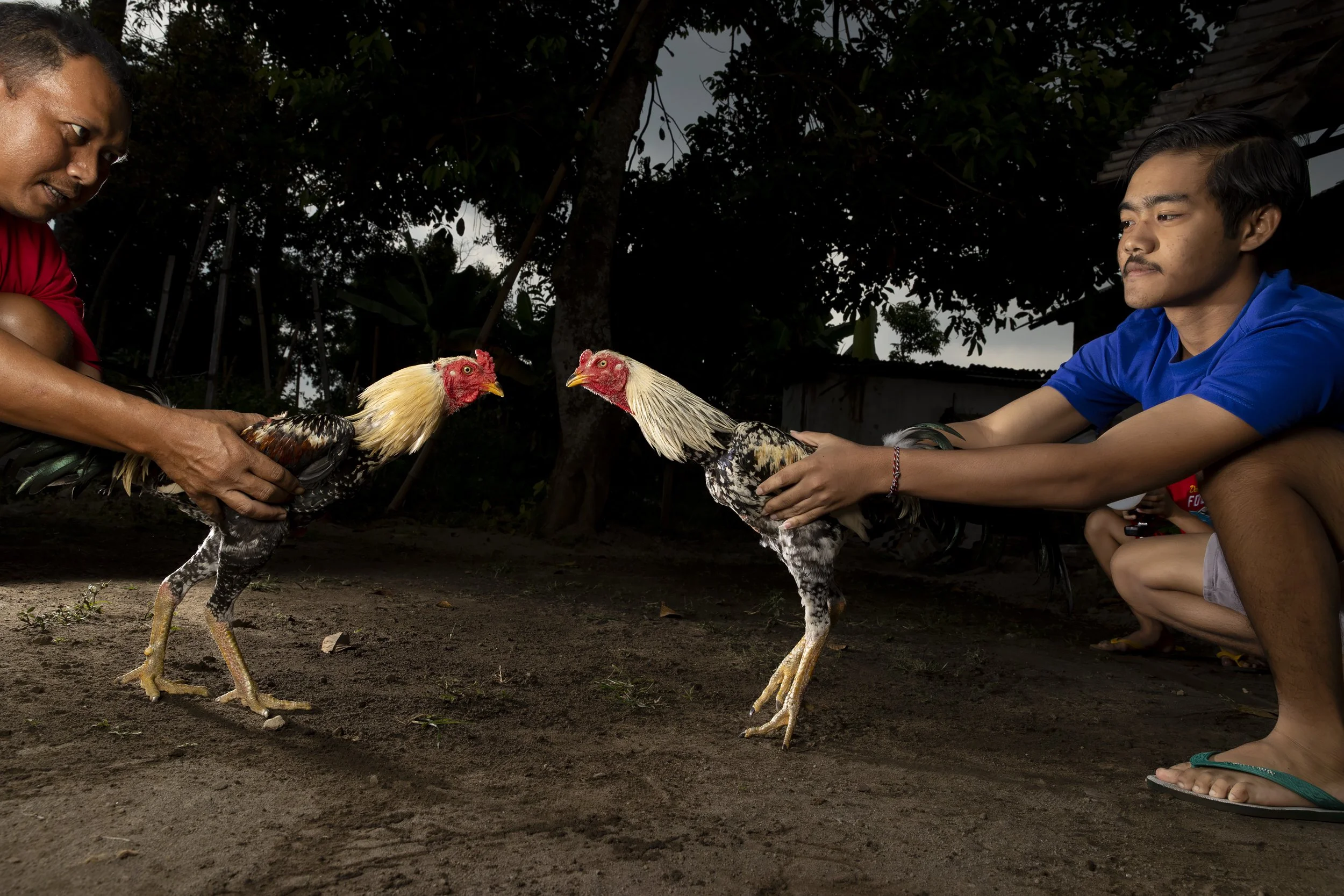 Indonesia_CockFighting_A23I4066_E.jpg