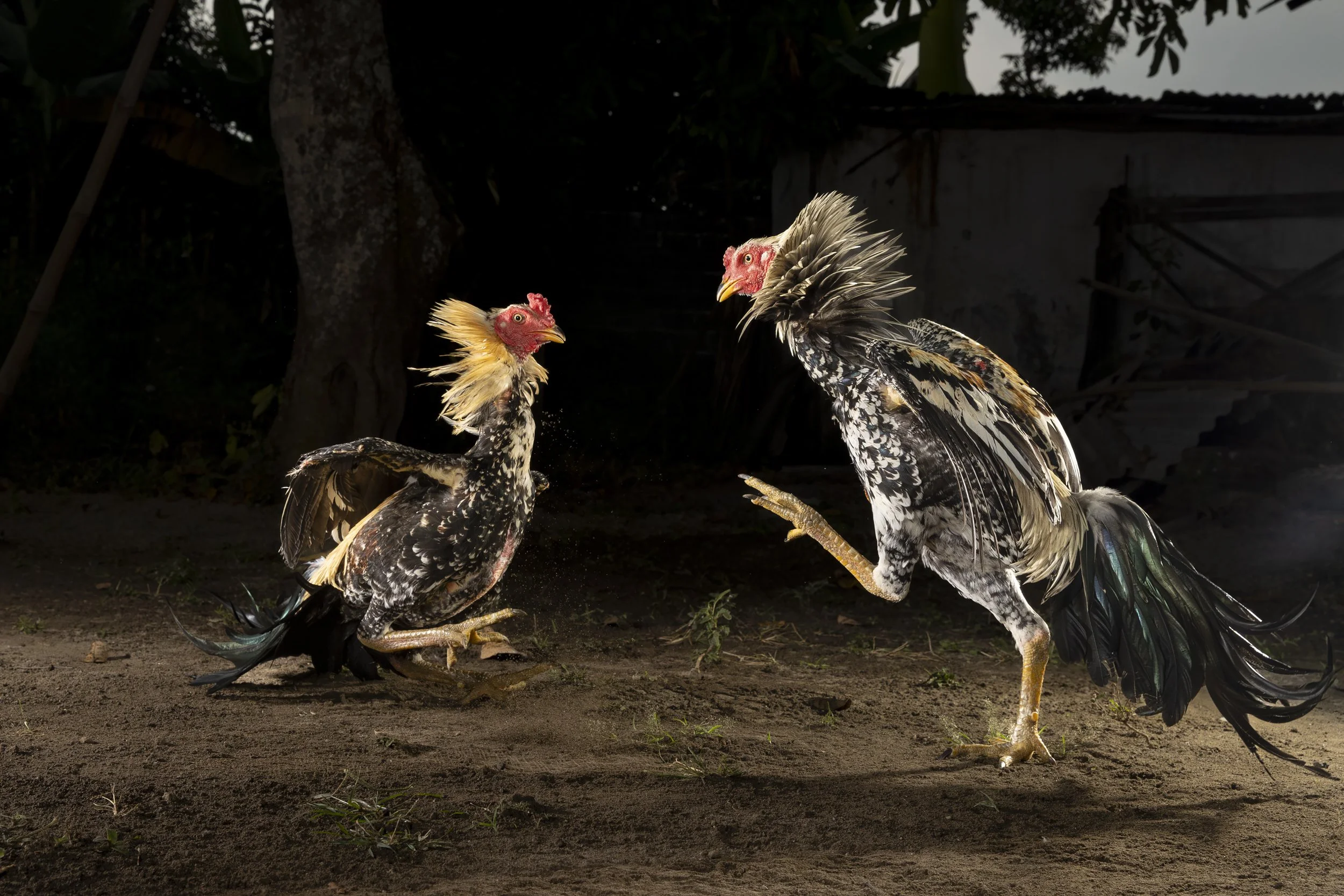 Indonesia_CockFighting_A23I4090_E.jpg