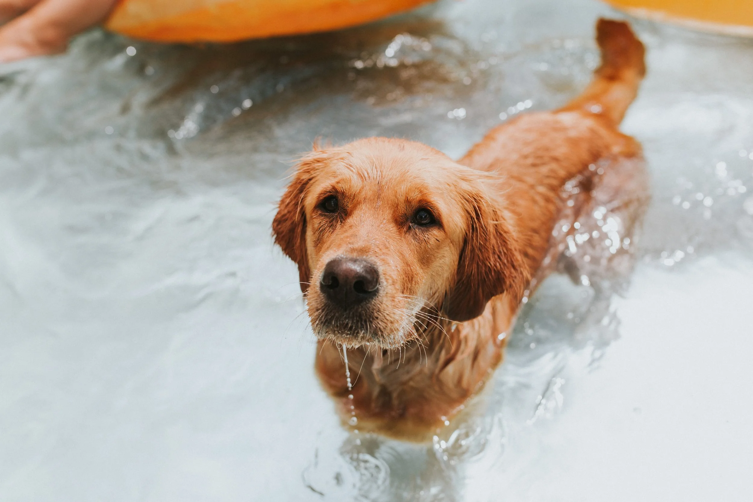 Golden retriever swimming in a Stock tank pool .