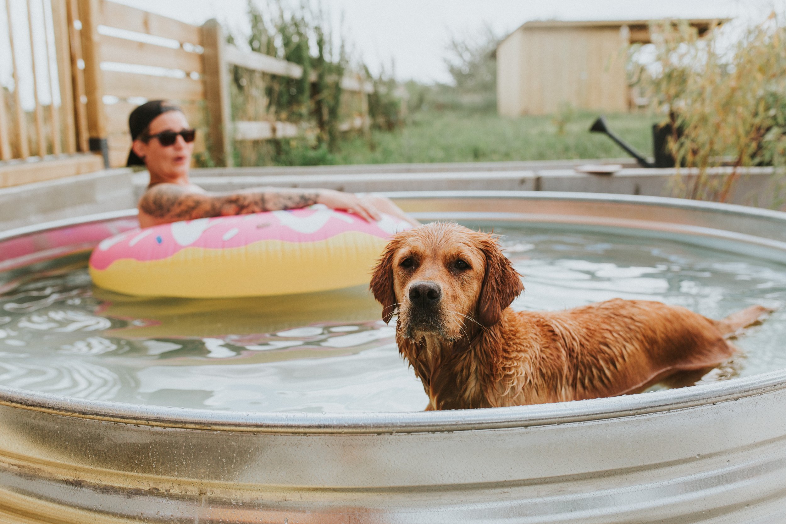 A golden retriever dog swimming in a round pool with a woman relaxing on an inflatable donut float in the background.