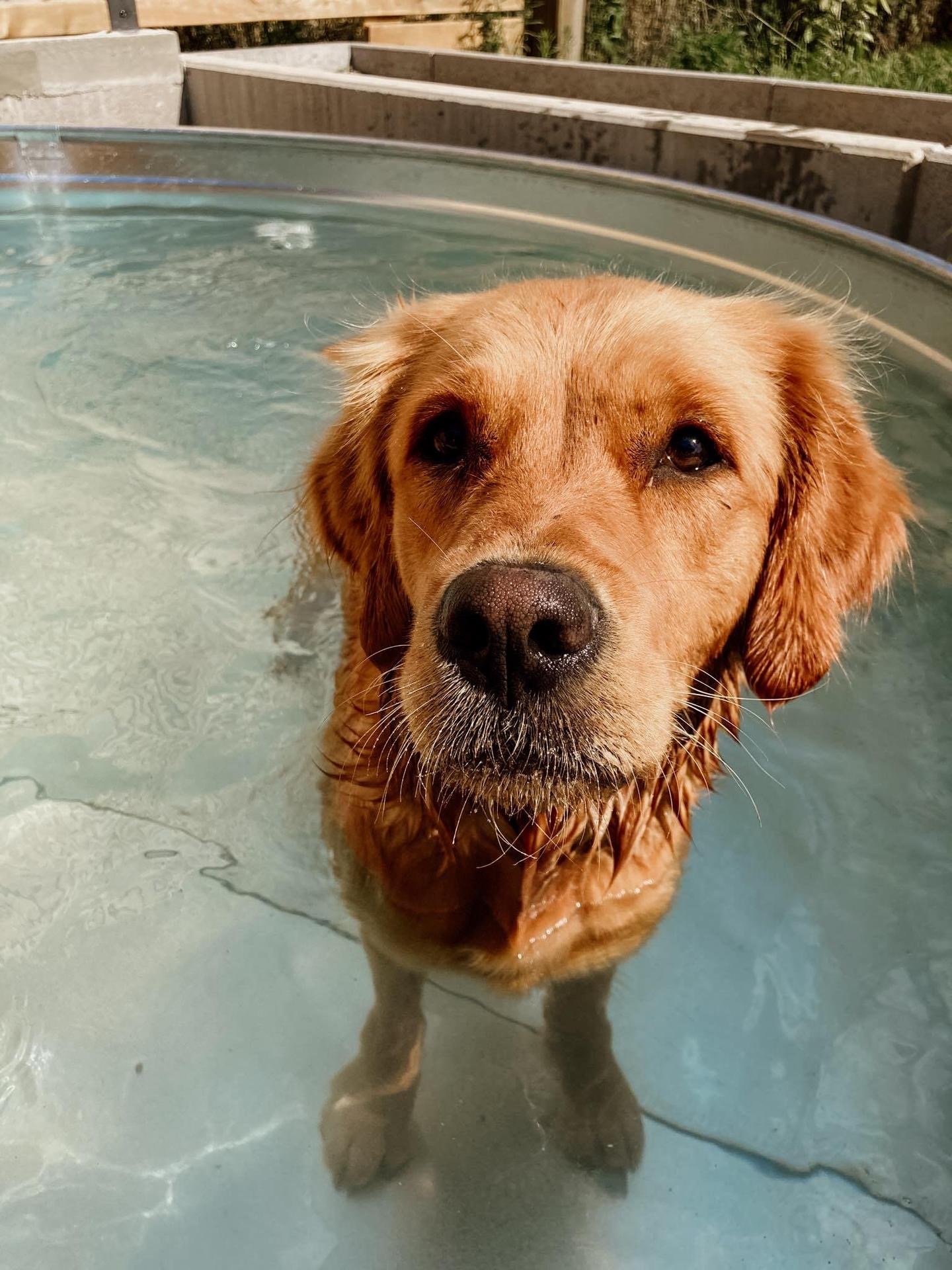 A golden retriever dog in an outdoor hot tub or pool, looking directly at the camera.