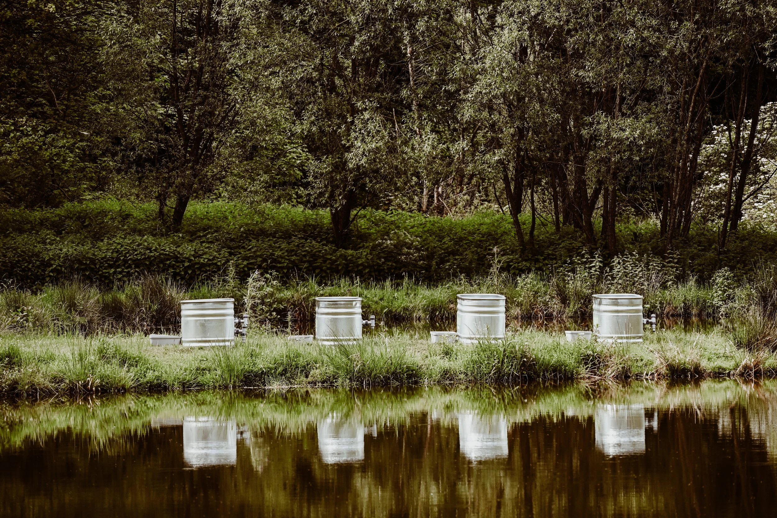 Four ice baths situated on a grassy bank near a calm body of water, with dense trees in the background.