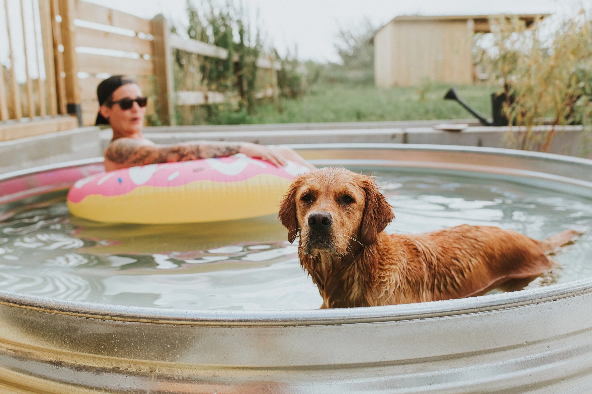 A wet golden retriever swimming in a backyard pool with a person floating on an inflatable donut float in the background.