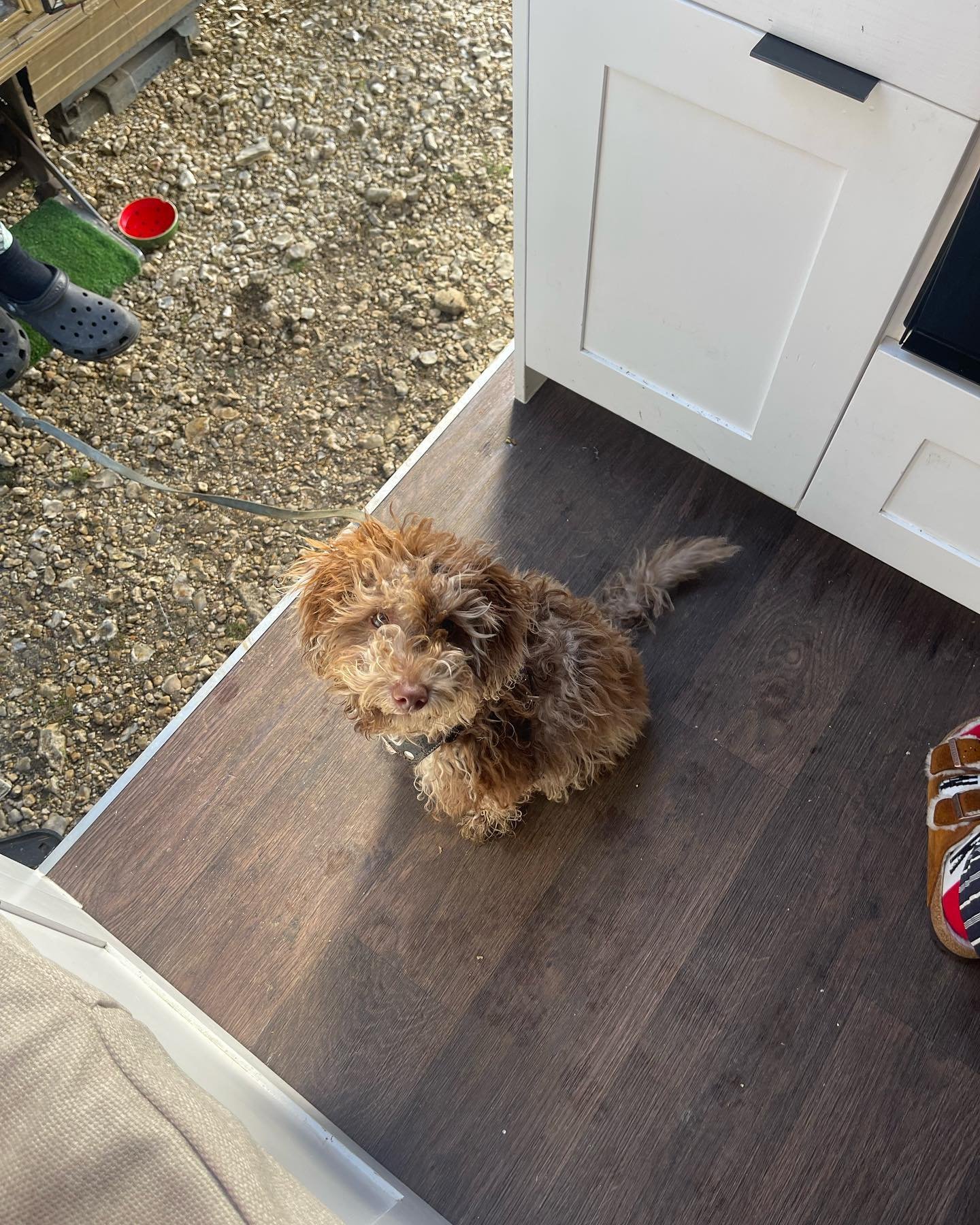 All pets welcome. Especially when they are as cute as this 😍. #vanlife #vanlifedogs #campervan