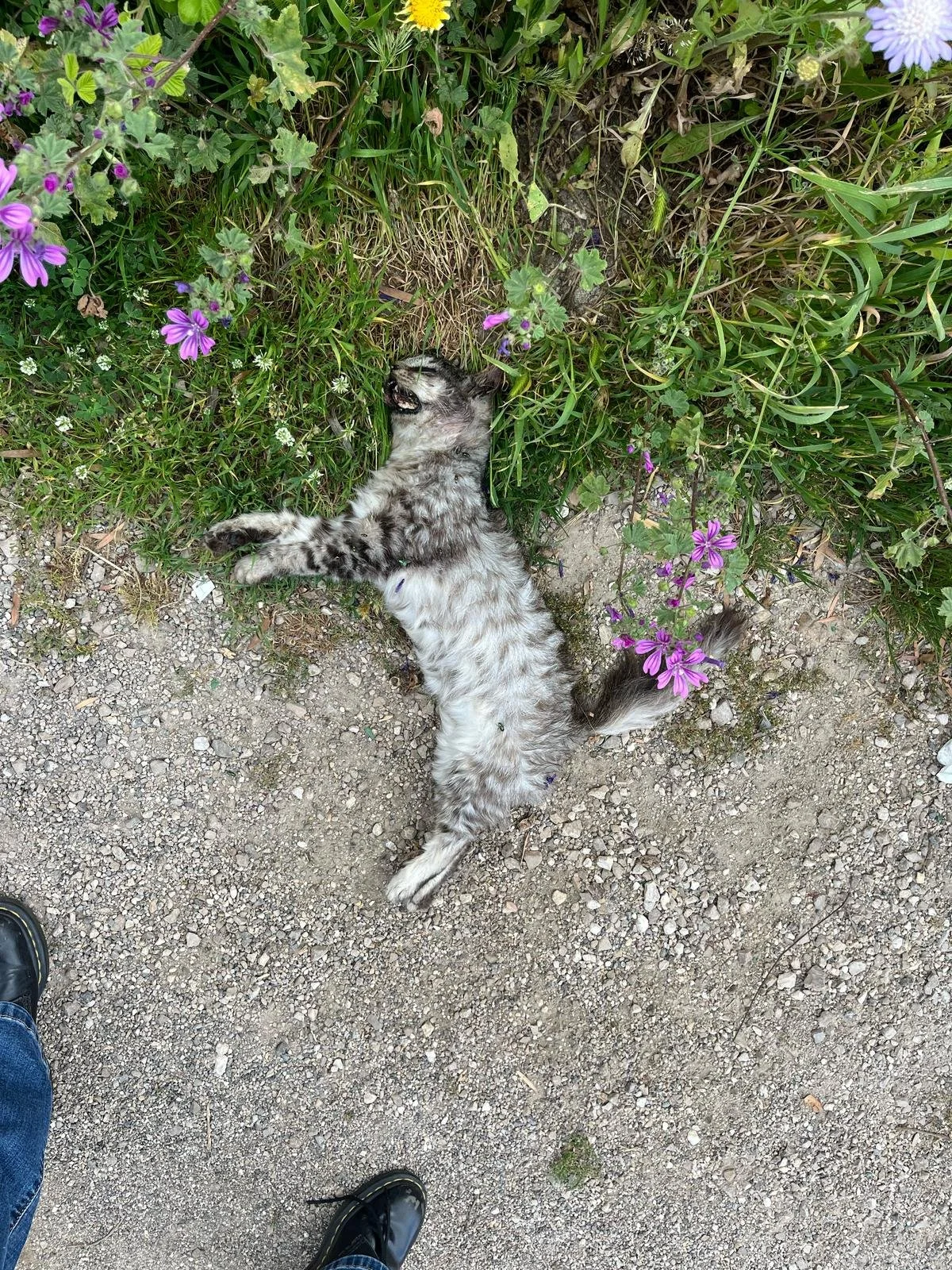 gatto avvelenato 1.jpg