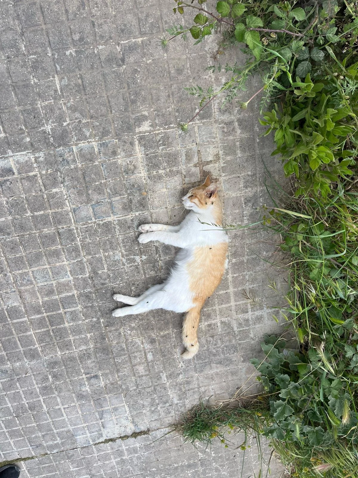gatto avvelenato 2.jpg