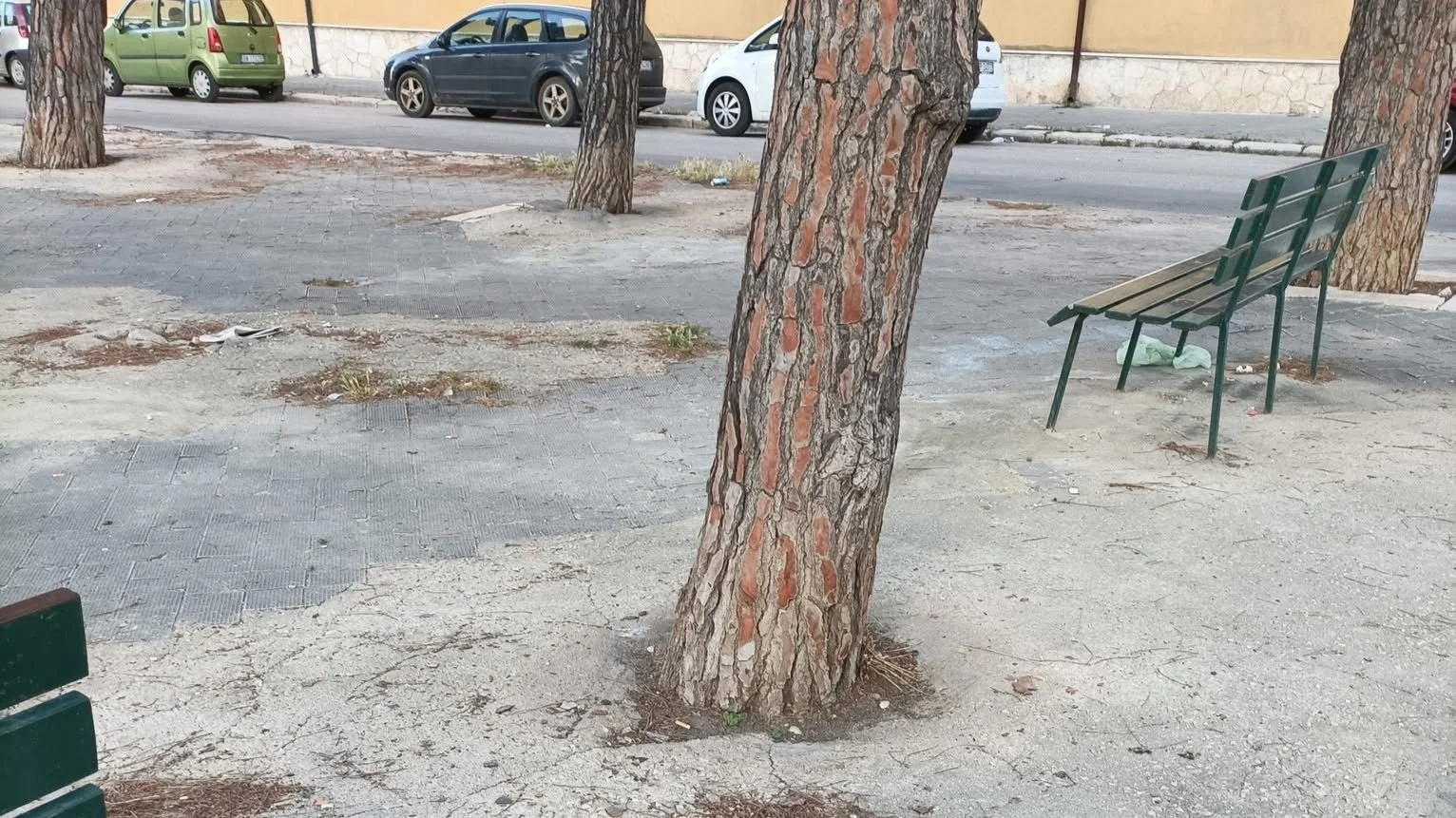 Alberi cementificati in piazza Gen. dalla Chiesa a Trani