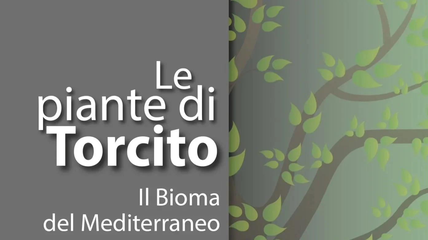 Le piante di Torcito. Il bioma del Mediterraneo
