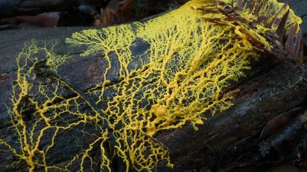 Diventare come la piccola lumaca gialla: l’arte di sciogliersi e rinascere
