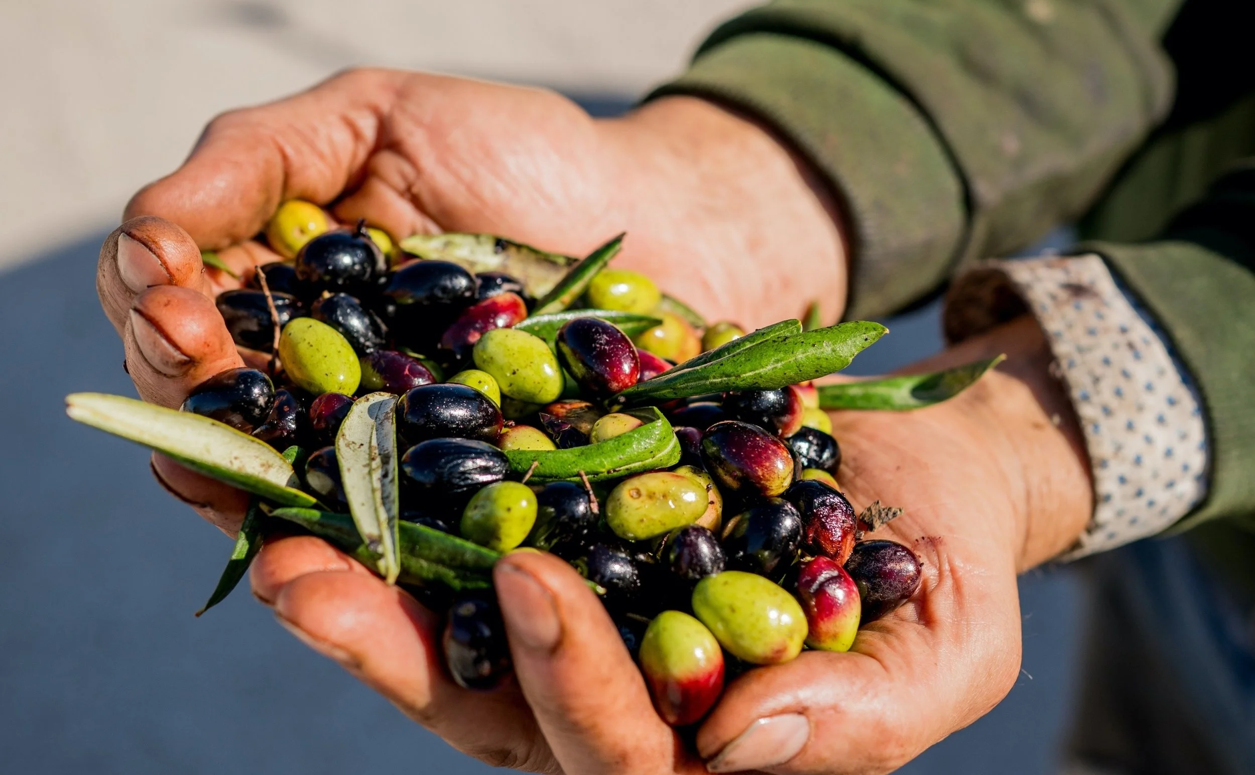 Nasce “Corato Cultivar Bellezza”