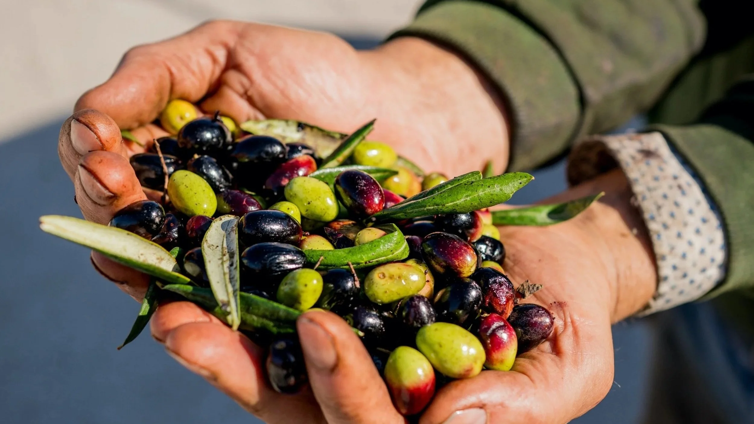 Nasce “Corato Cultivar Bellezza”, dove la Coratina diventa esperienza