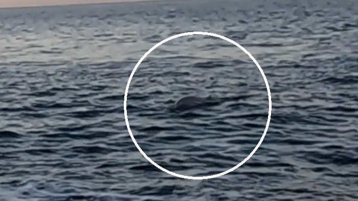 FOCA MONACA A TORRE INSERRAGLIO, NATALIZIO RIAPRE QUESTIONE ALLARGAMENTO AMP