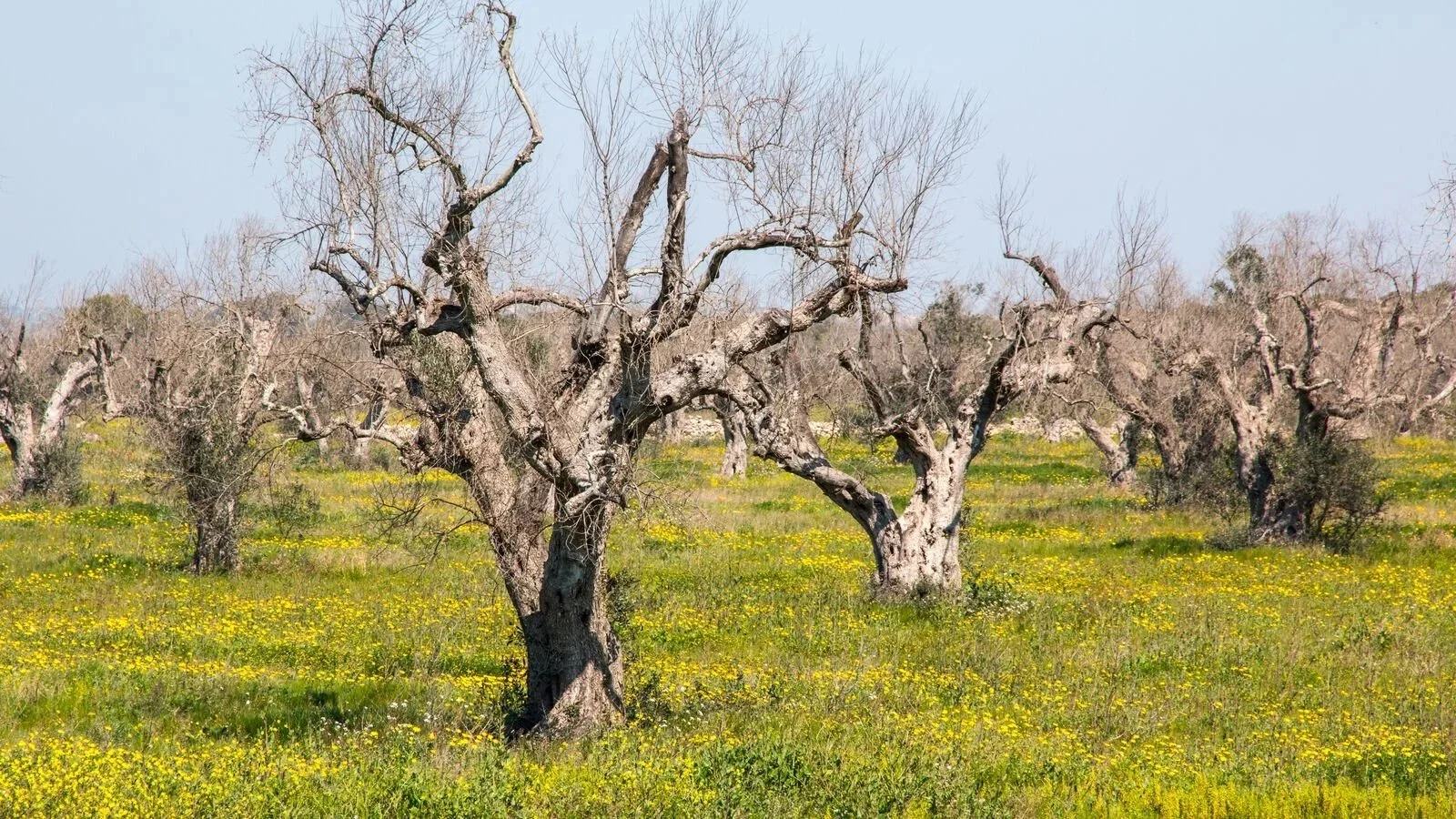 Misure di contrasto alla Xylella, Sicolo suona la sveglia