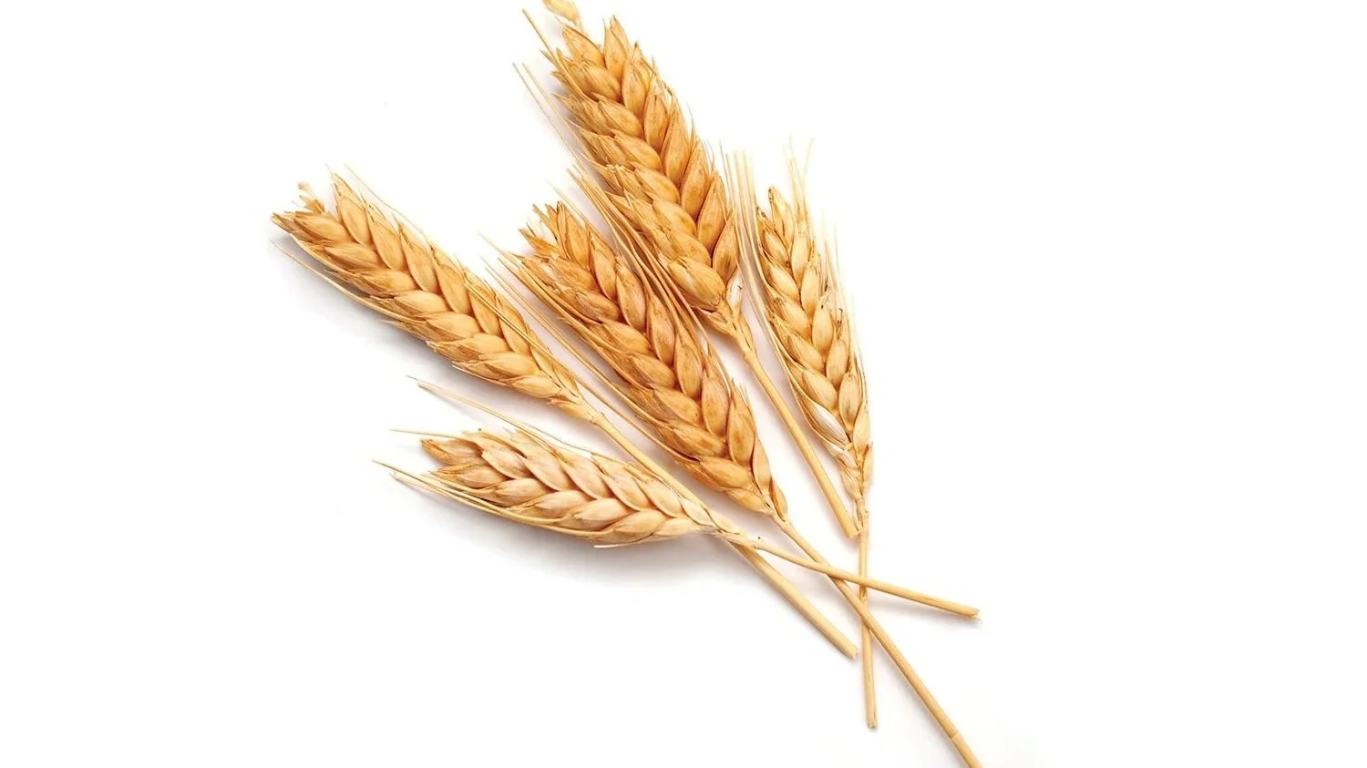 Tutta l’Italia del grano a Bari