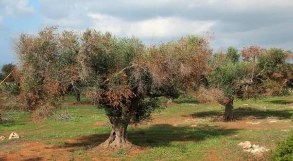 Xylella: Cia, prima battaglia vinta per il Commissario straordinario