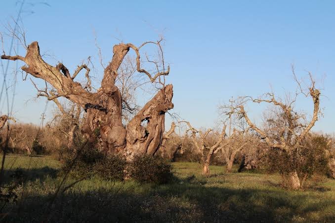 Agricoltura: Congedo (FdI), con il ddl Coltivaitalia risorse e commissario straordinario per superare l'emergenza Xylella