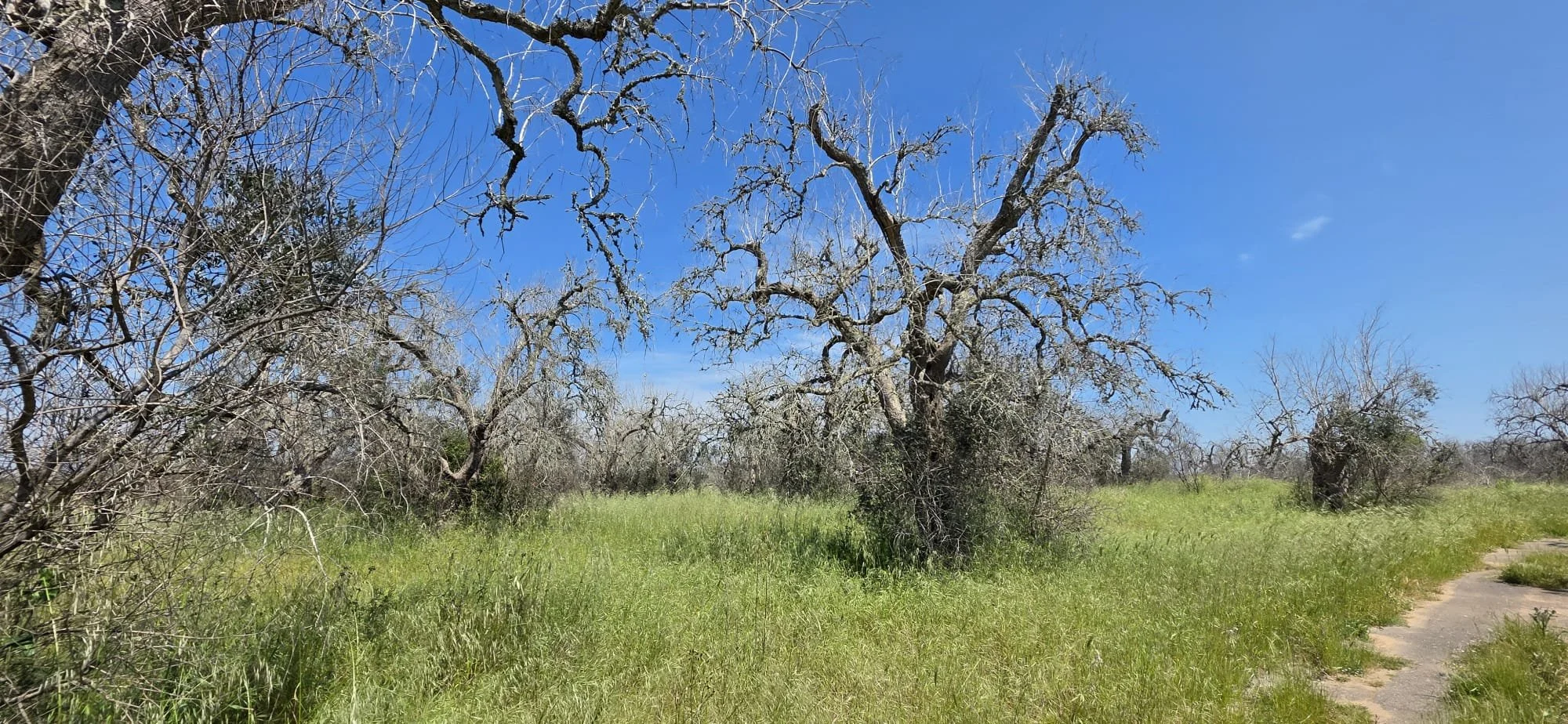 XYLELLA, TEMPERATURE AL SUOLO PIÙ ALTE DI 2,4 °C
