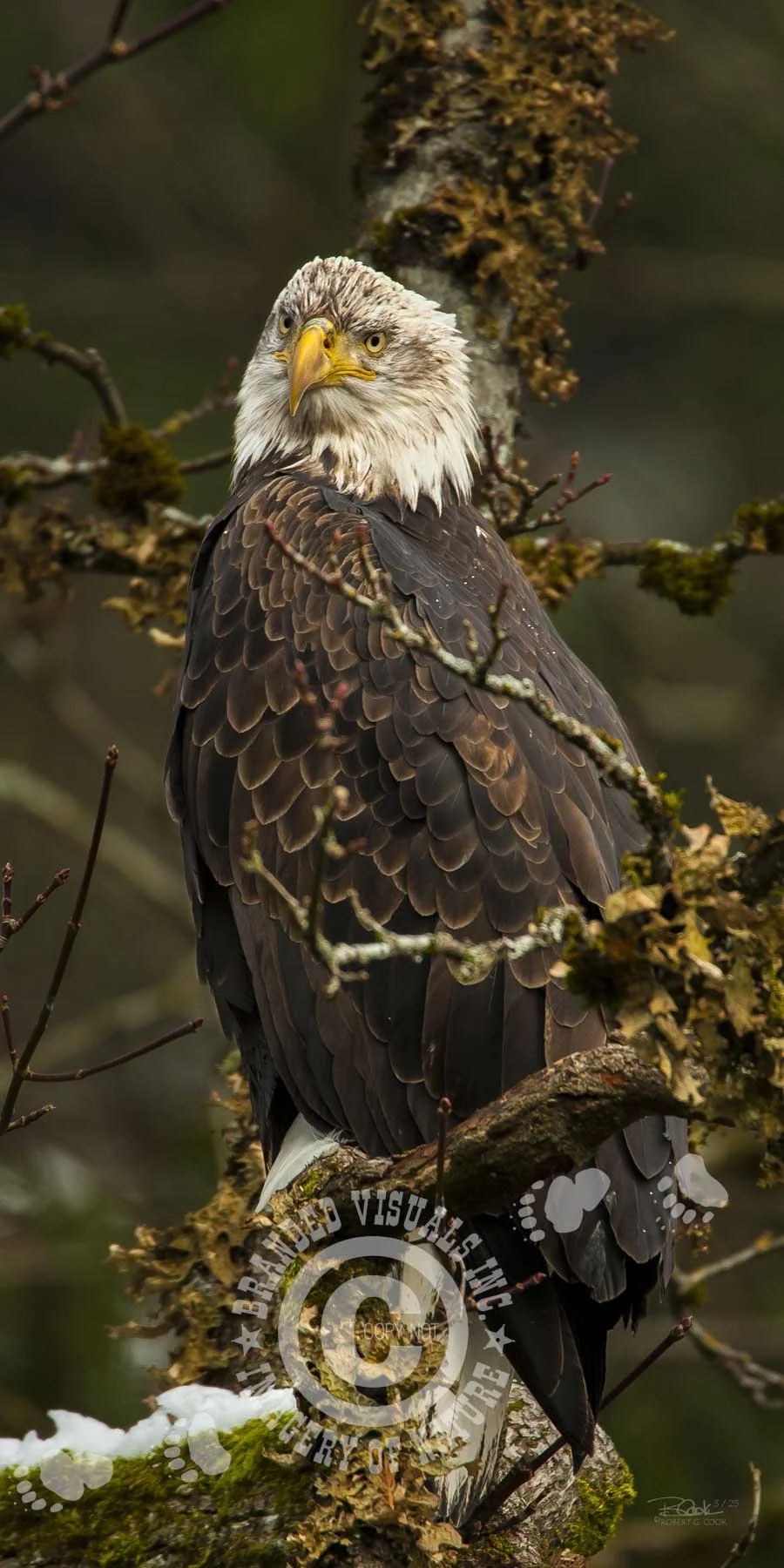 ? - narrower than 244