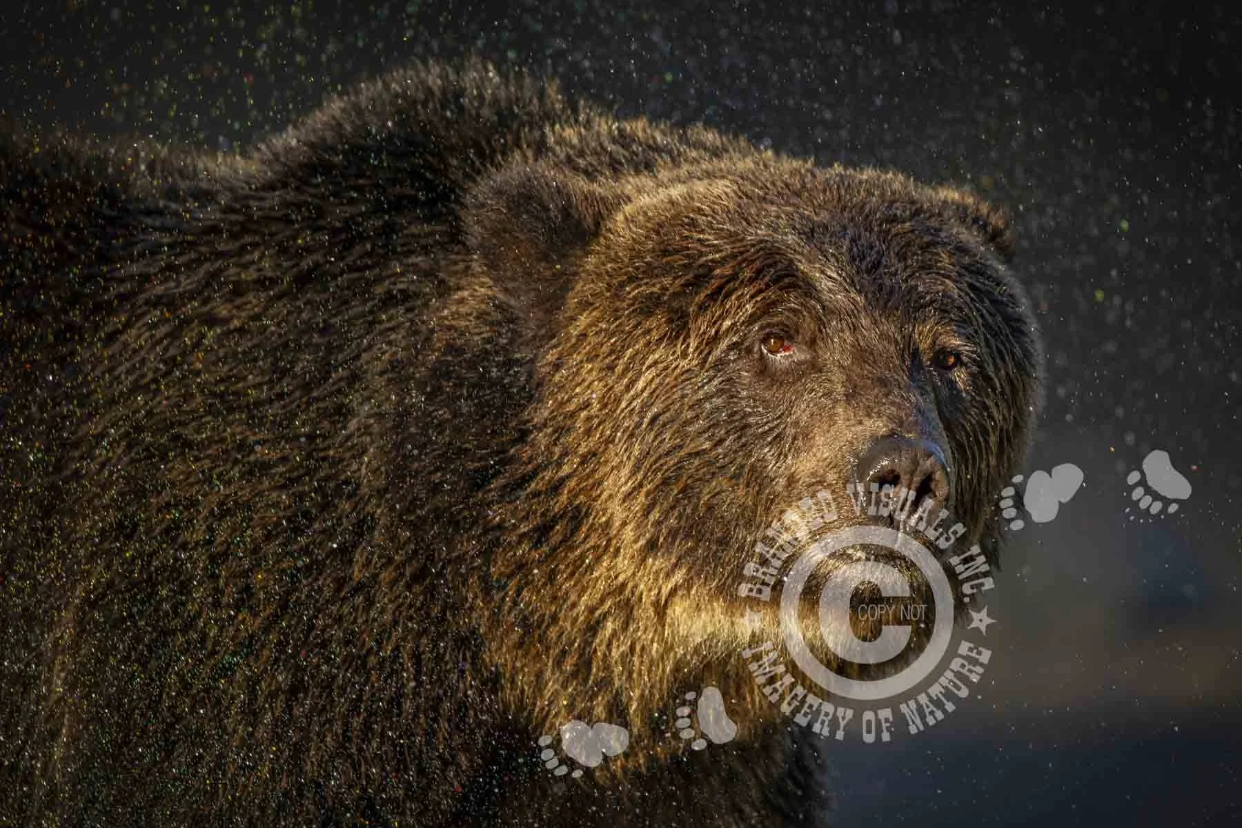 BV-041 (2:3) Coastal Grizzly