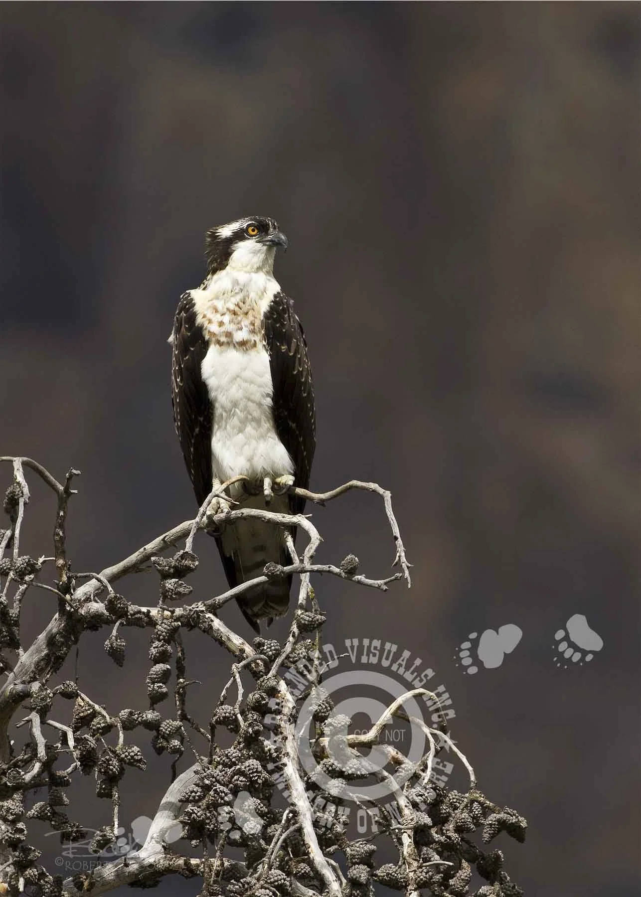 (move to raptors - bv-80)