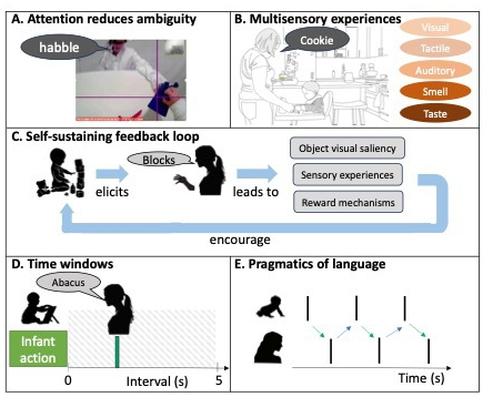 Pathways from social contingency to infant language learning 