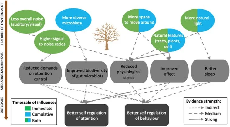 How might outdoor and natural environments support children’s self-regulation of attention and behaviour? A scoping review of candidate mediating pathways.