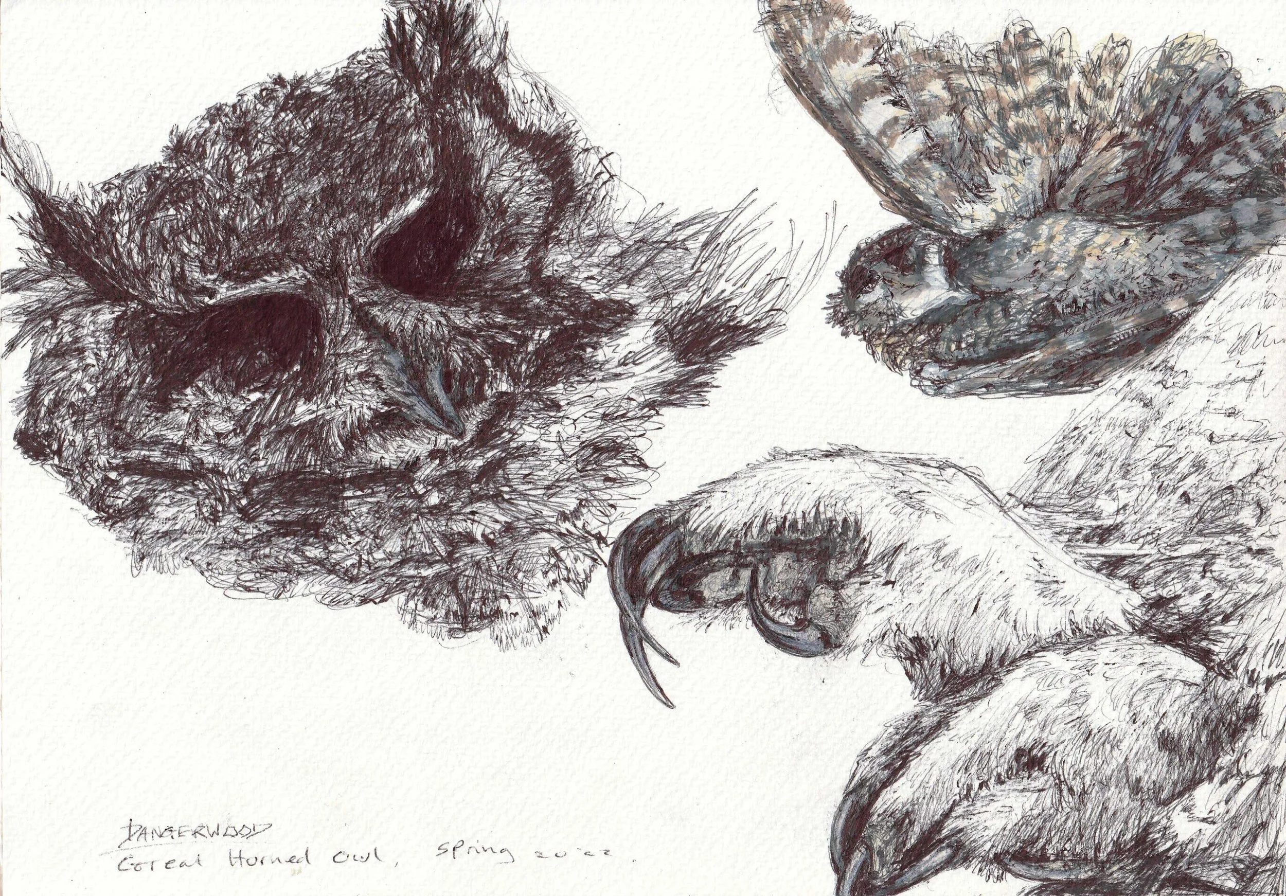 horned owl-page-001.jpg
