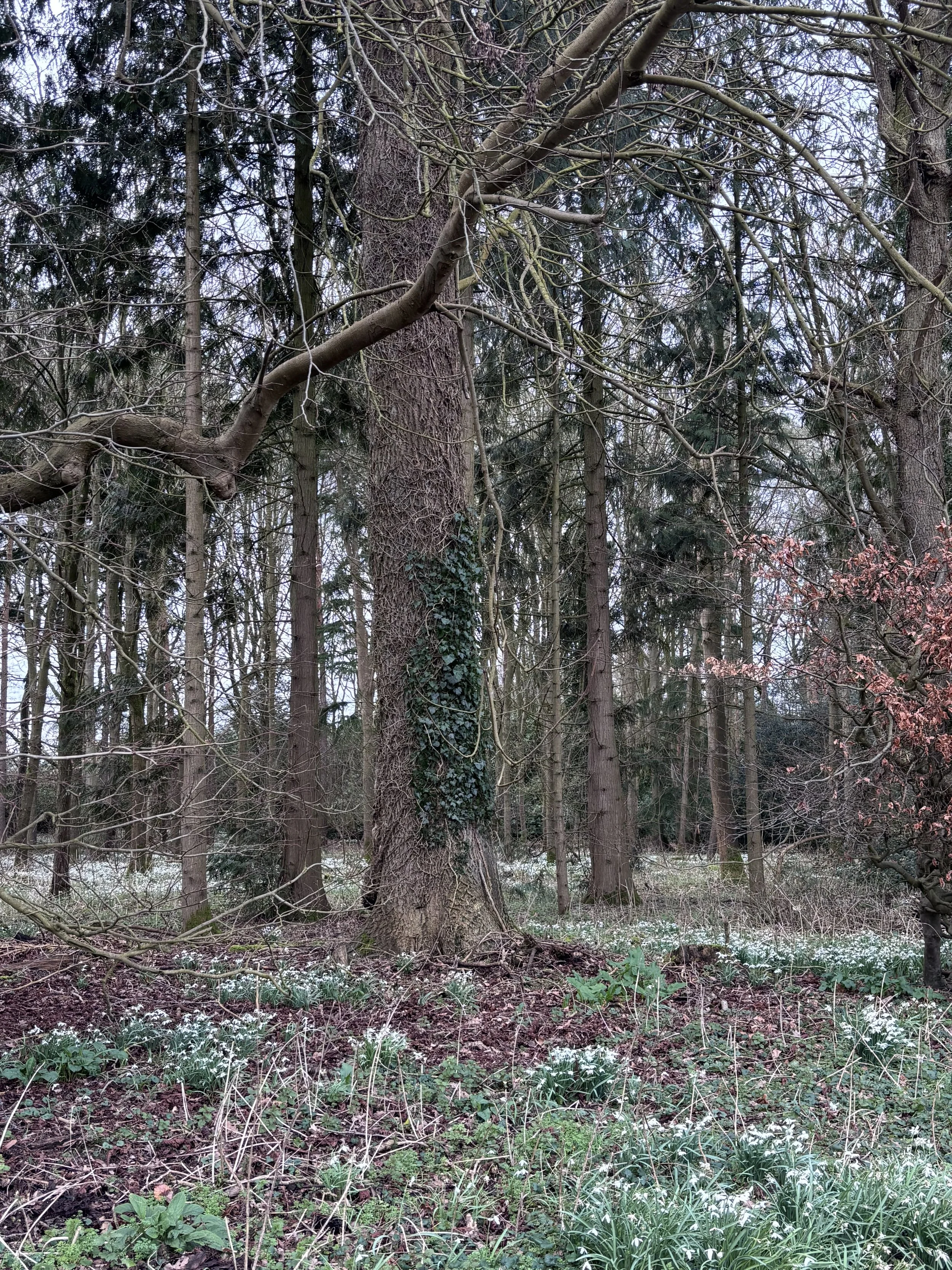 Saints Alive, March 2026 