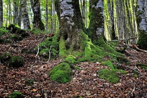 El Reciclaje de la Hojarasca