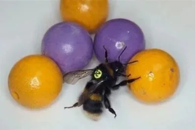 Intsektuak Laborategian