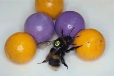 Los Insectos en el Laboratorio