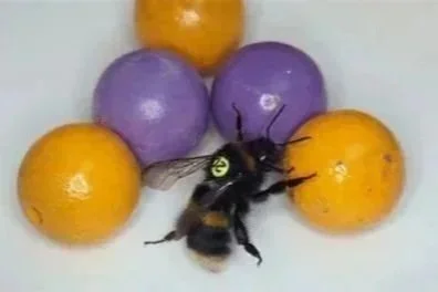 Intsektuak Laborategian