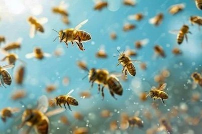 Inteligencia Colectiva